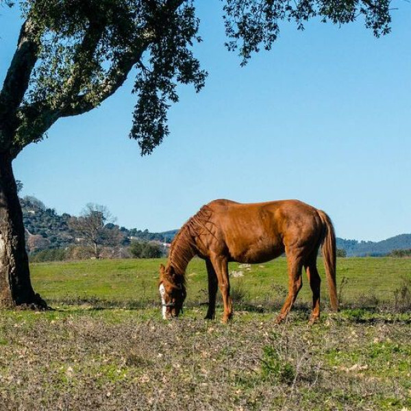 Horse Center